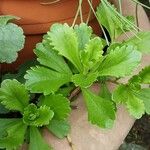 Saxifraga cuneifolia Leaf