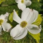 Cornus floridaЦвят