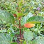 Kohleria tubiflora Flower