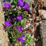 Lobelia erinus Flower