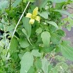 Clematis orientalis Flower