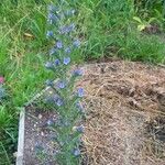 Echium vulgareBlüte