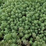 Sedum hispanicum Blatt