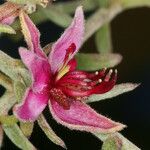 Krameria bicolor Flower