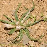 Asphodelus acaulis 形態