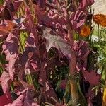 Atriplex hortensis Blatt