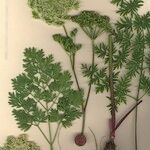 Katapsuxis silaifolia Libunga