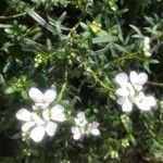 Iberis semperflorens Blomma