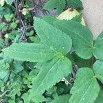 Clematis alpina Leaf