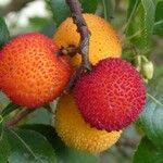 Arbutus unedo फल