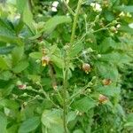 Scrophularia oblongifolia Blomma