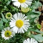 Erigeron karvinskianus Blüte