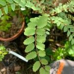 Marcetella moquiniana Likasa