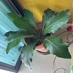 Anthurium hookeri Φύλλο