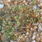 Polycarpon tetraphyllum عادت داشتن