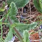 Veronica prostrata Blad