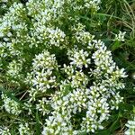 Cochlearia anglica Flor