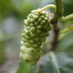 Morinda citrifolia Fruit