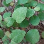 Fuchsia procumbens List