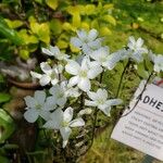 Drosera binata Virág