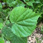 Abutilon indicum Feuille
