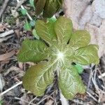 Podophyllum peltatum Lapas