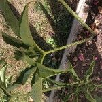 Sauromatum venosum Leaf