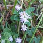 Trifolium resupinatum Квітка