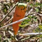 Kedrostis leloja Fruit