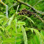 Amorpha fruticosa برگ