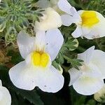 Nemesia fruticans Flower