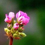 Pelargonium zonaleFlors