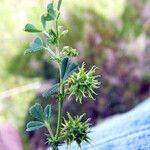 Medicago laciniata Άλλα