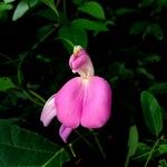 Canavalia rosea Flor