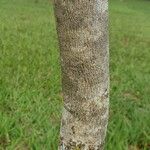 Jacaranda cuspidifolia Corteza