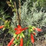 Ipomopsis rubra Flower