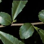 Azara lanceolata Blatt