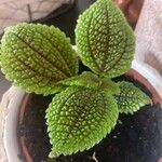 Pilea mollis Leaf