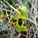 Ophrys lutea Blüte