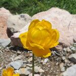 Trollius chinensis फूल