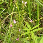 Agalinis tenuifolia Συνήθη χαρακτηριστικά