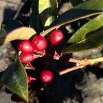 Rhamnus alaternus Fruit