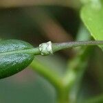 Cleoserrata serrata Kabuk