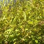 Persicaria hydropiper Habitat