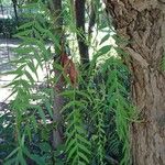 Schinus molle 葉
