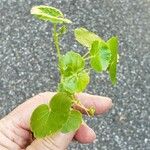 Hydrocotyle americana 叶