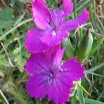 Dianthus balbisii Floare
