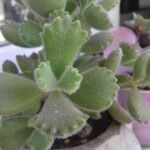 Cotyledon tomentosaFoglia