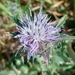 Carthamus caeruleus 花
