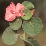 Pavonia rigida Leaf